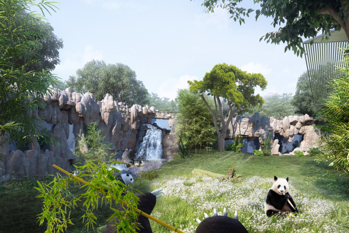 Land Of The Giant Pandas Panda Experience