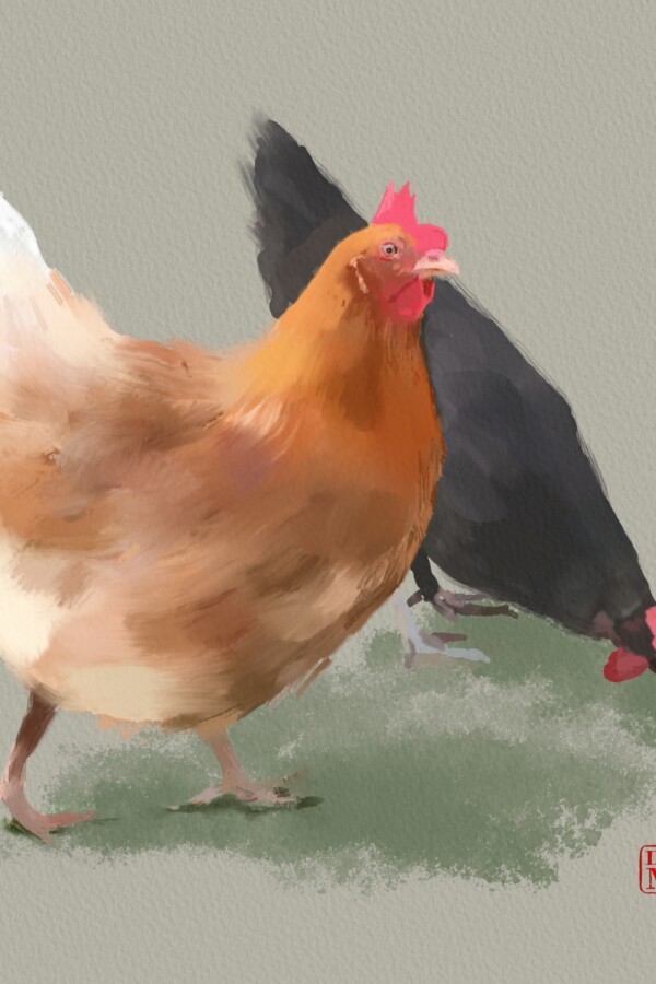 20190504 Chickens Brown Black